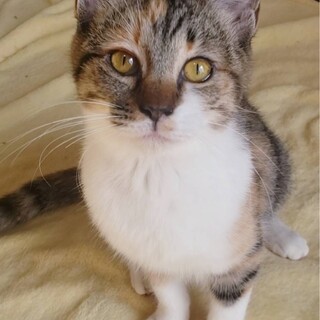 ありがとうございました★ふわふわ三毛猫ちゃん
