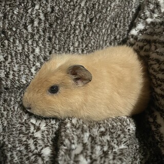 モルモットの里親さん募集してます！