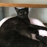 めちゃくちゃ甘えたさん！スモークカラーのりるちゃん サムネイル6