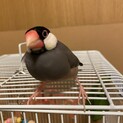 2021年7月生まれ桜文鳥のオスです。
