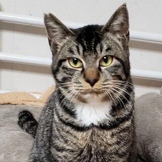 頭がよくて気が優しいいのすけ