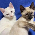 本当に保護猫？ゴージャスな姉弟