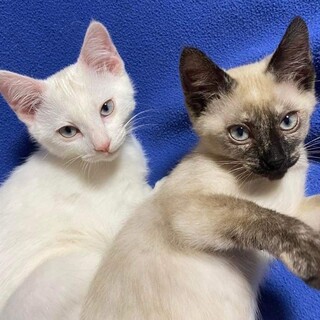 本当に保護猫？ゴージャスな姉弟