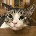 甘えん坊なキジ白の男の子☆ツバキくん・5歳