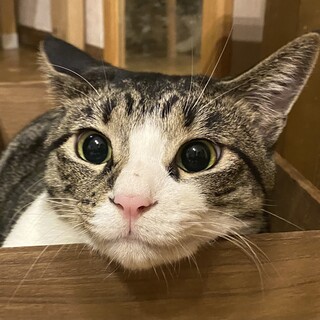 甘えん坊なキジ白の男の子☆ツバキくん・5歳