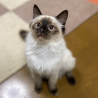 シャム系のブルーアイの長毛女の子（声が個性的）