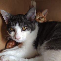 第145回　にゃん☆ぴーす猫譲渡会