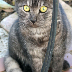 第145回　にゃん☆ぴーす猫譲渡会 サムネイル2