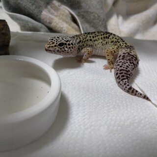 レオパードゲッコー（ヒョウモントカゲモドキ）2歳