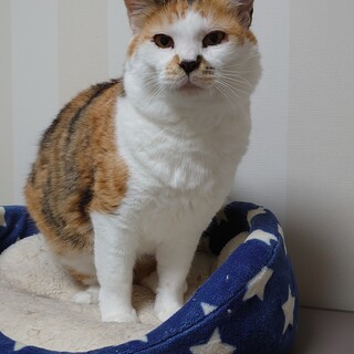 三毛猫なっちゃんの里親さま募集中です。