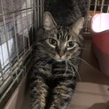 穏やかで甘えん坊ラパーマ、カムくん