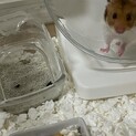 可愛いハート模様三ヶ月ゴールデンハムスターの♂