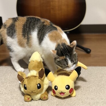の写真