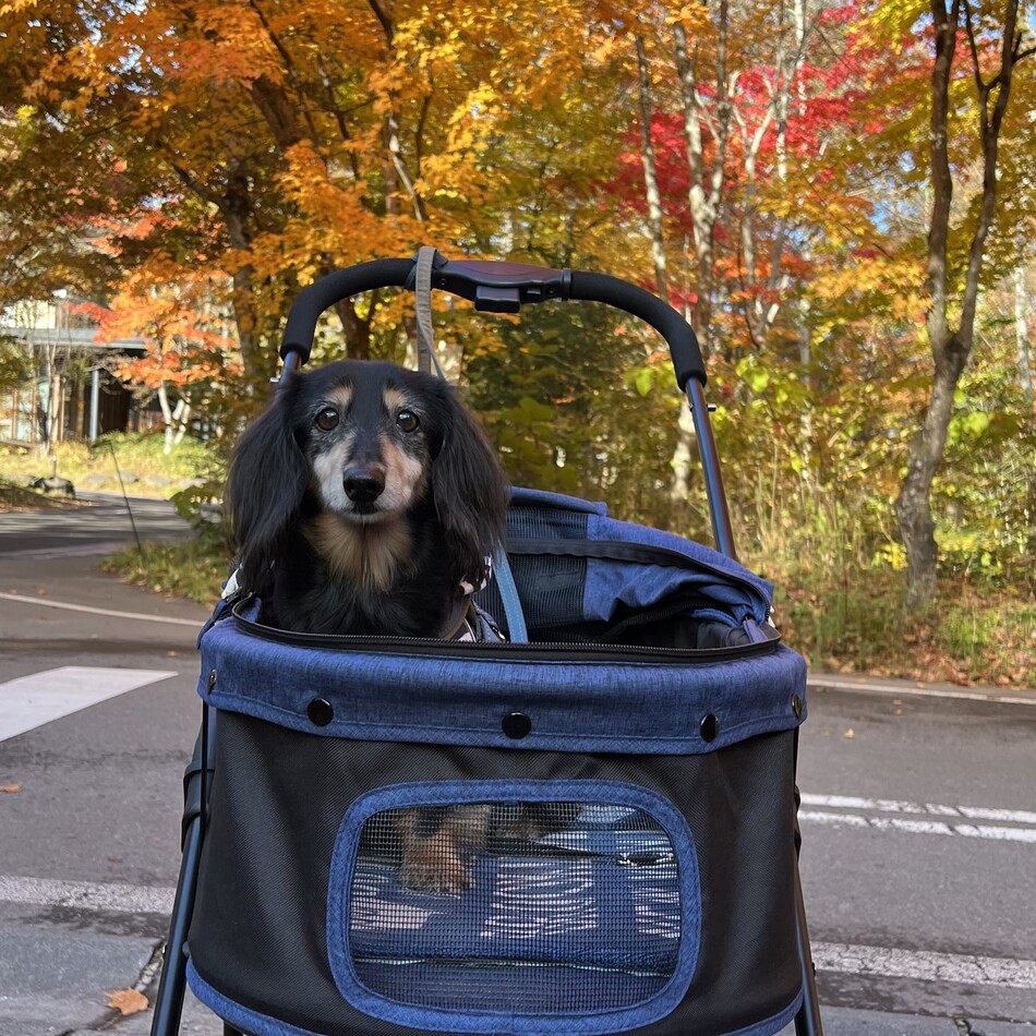 モカのカバー写真