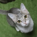 スリゴロでれでれのサバ白ちゃんです！