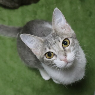 スリゴロでれでれのサバ白ちゃんです！