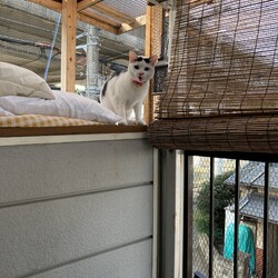 「まつりさん、まだ色々出来ないもん！」サムネイル1