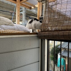 「まつりさん、まだ色々出来ないもん！」サムネイル2