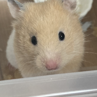 ゴールデンハムスターです。