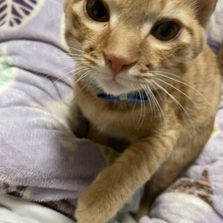 生後4ヶ月 茶トラ♂