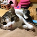 人懐っこいキジ白くん