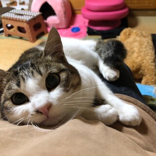 人懐っこいキジ白くん