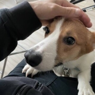 元気なコーギー。食べ物への執着強く、噛み癖あり。