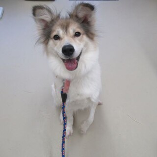 里親決定！保健所収容：仮名・ゆず♀