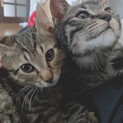 保護猫くん　