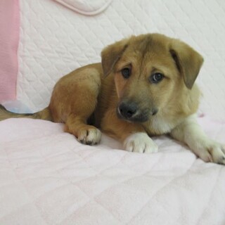 里親決定！保健所収容：仮名・マンサク♂