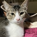 里親さんを募集します。