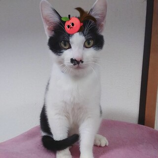 チャーミングなハンサム白黒仔猫ちゃん！