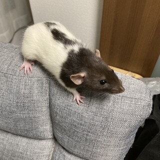 ファンシーラット(メス)の里親さん募集