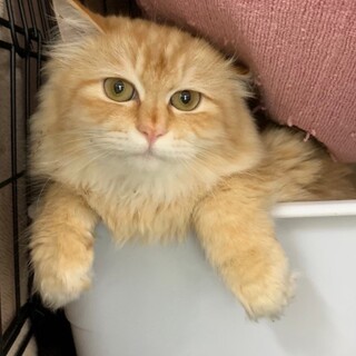 尾道猫のグレースちゃん