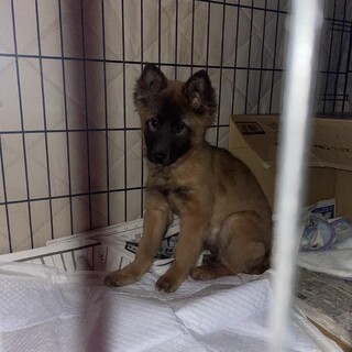 保護犬を迎えませんか？♂
