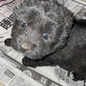 保護犬を迎えませんか？♀