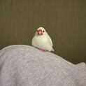 あまえんぼう！手乗り文鳥のおもちです！
