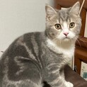 スコティッシュ5ヶ月の男の子