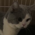 ブリティッシュ