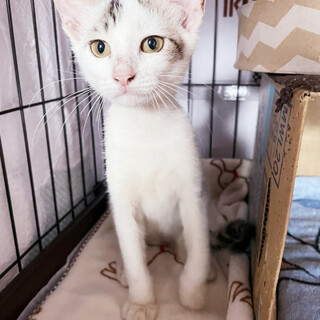 ぽっちゃり猫になるぞー！【ロニ】ちゃん