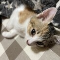 捨て猫