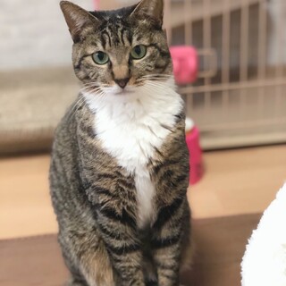 ポチャかわ女子❤️キジシロごまちゃん