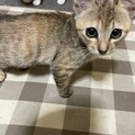 捨て猫