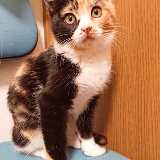 【子猫】美しい三毛女子！つばきちゃん