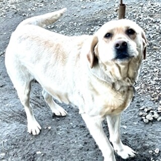 ラブラドール　女の子