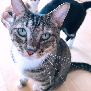 甘えたさんで性格一押し！キジ白の男の子