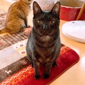 めちゃくちゃ甘えたさん！スモークカラーのりるちゃん