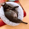 めちゃくちゃ甘えたさん！スモークカラーのりるちゃん サムネイル4