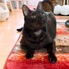 めちゃくちゃ甘えたさん！スモークカラーのりるちゃん サムネイル5
