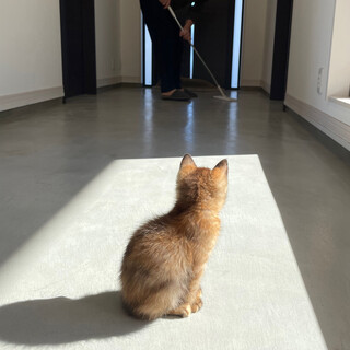 大きくならないドワーフ症のさみしがり屋です